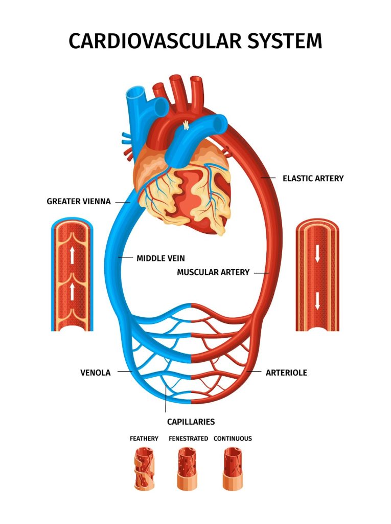 , Understanding Cardiovascular and Stroke Disease Risk in Seniors